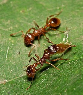 Myrmica sp.