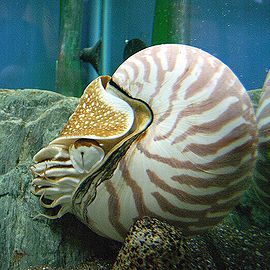 Nautilus pompilius