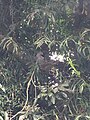 Nesting topknot pigeon. Mating pairs observed to share responsibility of nest, Maleny, Queensland.