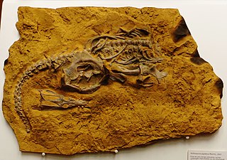 Nothosaurus jagisteus, Kalkkikivimuseo, Ingelfingen, Baden-Württemberg, Saksa.