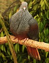 Goliath imperial pigeon