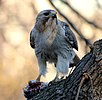 Light-colored male red-tailed hawk perched and looking to the side