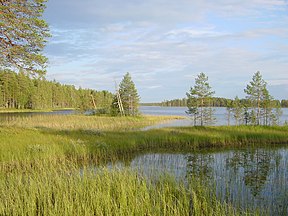 Der See Suomunjärvi im Norden des Nationalparks ist von Wald und Schilf, ...