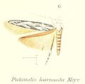 Patanotis harmosta