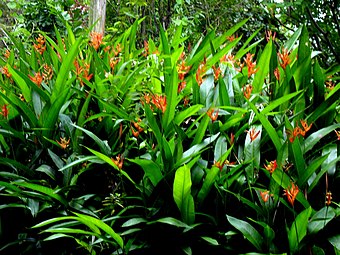 Flowers in Río Arriba