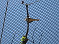 Scissor-tailed Flycatcher