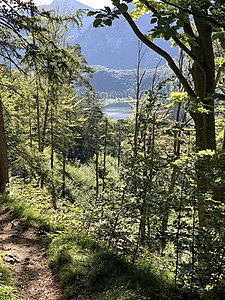 Blick auf den Schwansee mit umrahmender Natur