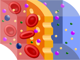 Request: Please vectorize. Taken by: freemesm New file: Semipermeable membrane (svg).svg