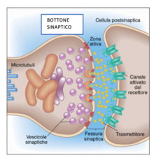 Illustrazione del funzionamento della sinapsi chimica.