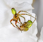 Araniella cucurbitina