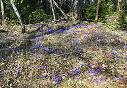 Blåsippor blommar i Stäketskogens naturreservat.