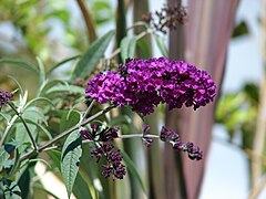 Buddleja davidii.