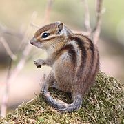 Écureuil de Corée, parfois vendu en animalerie.