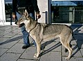 Tschechoslowakischer Wolfhund