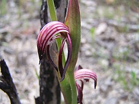 Pyrorchis nigricans