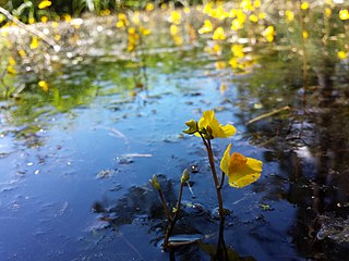 Utriculaire citrine (Utricularia australis)