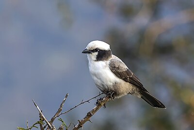 White-crowned shrike (Eurocephalus anguitimens niveus) Kruger.jpg