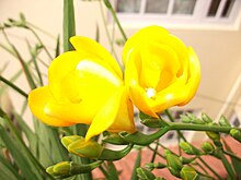 Un freesia double.