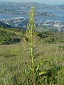 Zigadenus fremontii, noto come Fremont's Star Lily