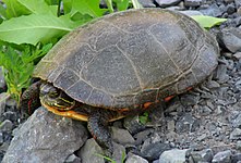 C. p. marginata sur un rocher, la tête regardant à gauche et légèrement rentrée sous sa carapace.