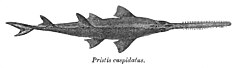 Description de l'image Anoxypristis_cuspidata_Day.jpg.