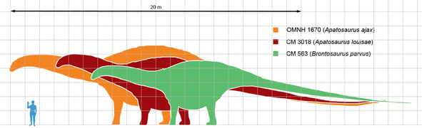 Сравнение размеров: Apatosaurus ajax (оранжевый), Apatosaurus louisae (красный) и Brontosaurus parvus (зелёный)