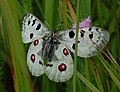 Mountain Apollo (Parnassius apollo), tribe Parnassiini