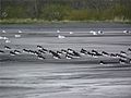 Wading birds on the ash lagoon