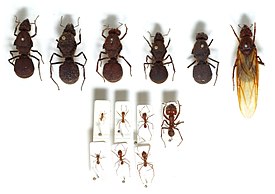 Atta cephalotes