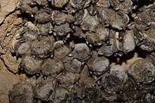 A colony of little brown and Indiana bats hang from the ceiling of a cave