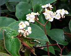 Begonia epipsila