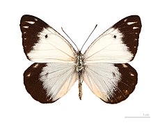 Museum specimen ♀ dorsal side