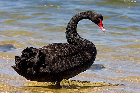 Black swan, by Fir0002