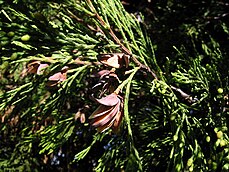 cone and foliage