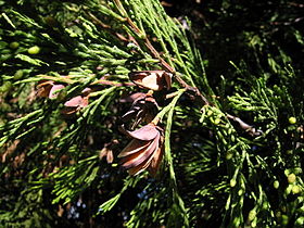 Folhagem e estróbilos do cedro-do-incenso-da-califórnia (Calocedrus decurrens)