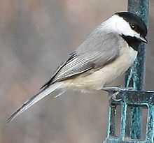 Chickadee