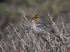 Un mâle au plumage jaune plutôt que rouge du sud de la Californie.