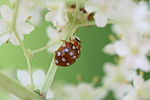 Calvia quatuordecimguttata ?? -Bof - en effet car cercle noir autour point blanc ici... le négatif de Anatis ocellata? Une nouvelle espèce! sur Sambucus nigra