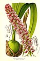 Ботріохілус Bothriochilus