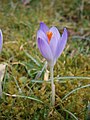 Crocus tommasinianus close-up flower