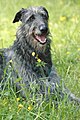 Scottish deerhound mâle, portrait