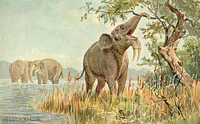 Deinotherium