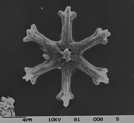 †Discoaster surculus (Discoasterales) Nannofossil, Tertiär Skelett aus einem marinen Sediment­kern