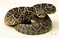 Diamant-Klapperschlange (Crotalus adamanteus)