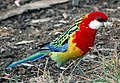 Eastern Rosella (at Hobart Domain)