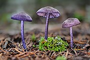 Entoloma occidentale var. metallicum, USA