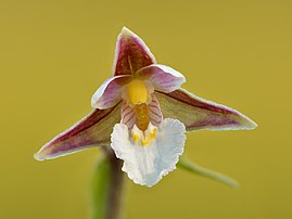 Fleur d'épipactis des marais. (définition réelle 4 933 × 3 700)