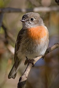 Scarlet robin, female, by Fir0002