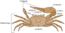 Anatomical drawing of crab, labeling walking legs, carapace, eye, antenna, rostrum chelipeds, propodus, carpus, and merus
