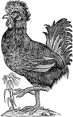 old engraving of a cock with a crest of feathers